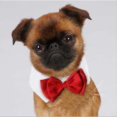 Dog Bowtie Collar Wedding Accessories