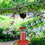 Large Diameter Ant Moat Cup Clear Reservoir Hard Plastic Stainless Hook Heavy-Duty Ant Guard for Hummingbird Feeder Garden Outdoor Backyard Decoration