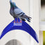 10 Pack Pigeon Dove Rest Stand Frame Dwelling Perches Roost Bird Supplies Set