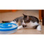 Interactive Cat Track Circle with LED  Sound Light Rolling Ball - Chase Play Toy