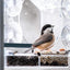 Clear Acrylic Window Bird Feeder with Strong Suction Cups and Removable Seed Tray
