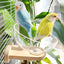 Parrot Rest Bird Nest Breathable for Small Parrots Comfortable Washable Durable - Fixed Style