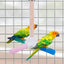 Parrot Toy Bird Stand Colorful Umbrella Perch Claw Grinding Stick 4 Colours
