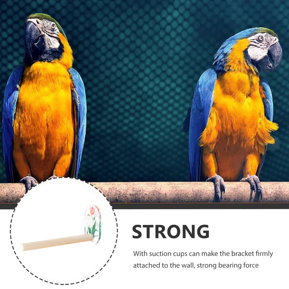 Parrot Acrylic Suction Cup Perch Pet Toy Non Slip for Small Medium Parrots