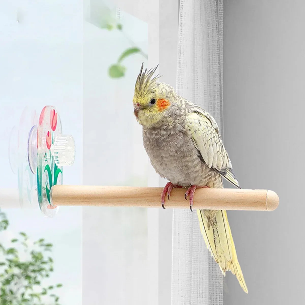 Parrot Acrylic Suction Cup Perch Pet Toy Non Slip for Small Medium Parrots