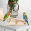 Interactive Bird Seesaw for Small Medium Birds Cage Toy Training Play Equipment