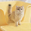 Cat Litter Mat Large Size Non Slip Design for Indoor Pet Toilet Box Cleaning Use