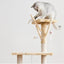 Cat Tree Scratching Post Gym House Condo Scratcher Furniture Tower - Brown