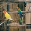 U Shaped Parrot Cotton Rope Climbing Toy Perch Stand for Bird Cage - 100cm