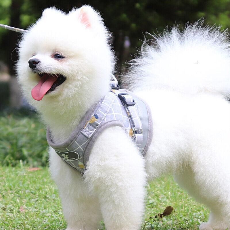 Grey Kitten Dog Cat Walking Harness Lead Leash Collar Pet Vest Mesh Adjustable - M