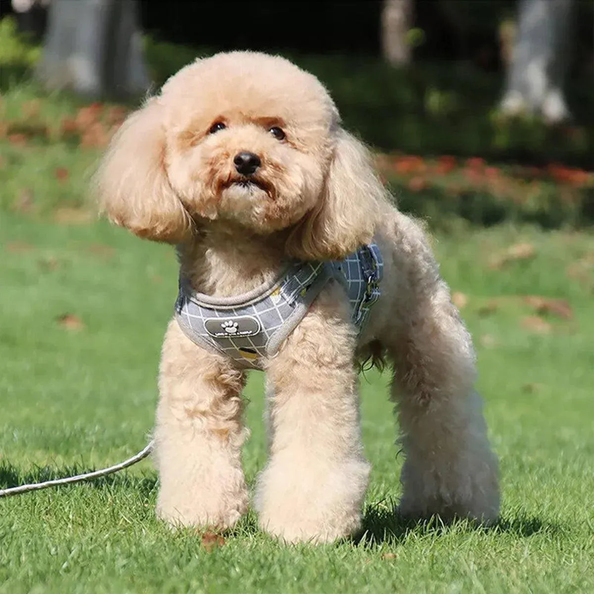 Grey Kitten Dog Cat Walking Harness Lead Leash Collar Pet Vest Mesh Adjustable - M
