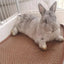 Pet Mat Kennel Cushion Dog Cat Bed Sleeping Pad Soft Washable for Crate Floor - 40x60cm
