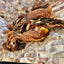 1x Just Duck Jerky